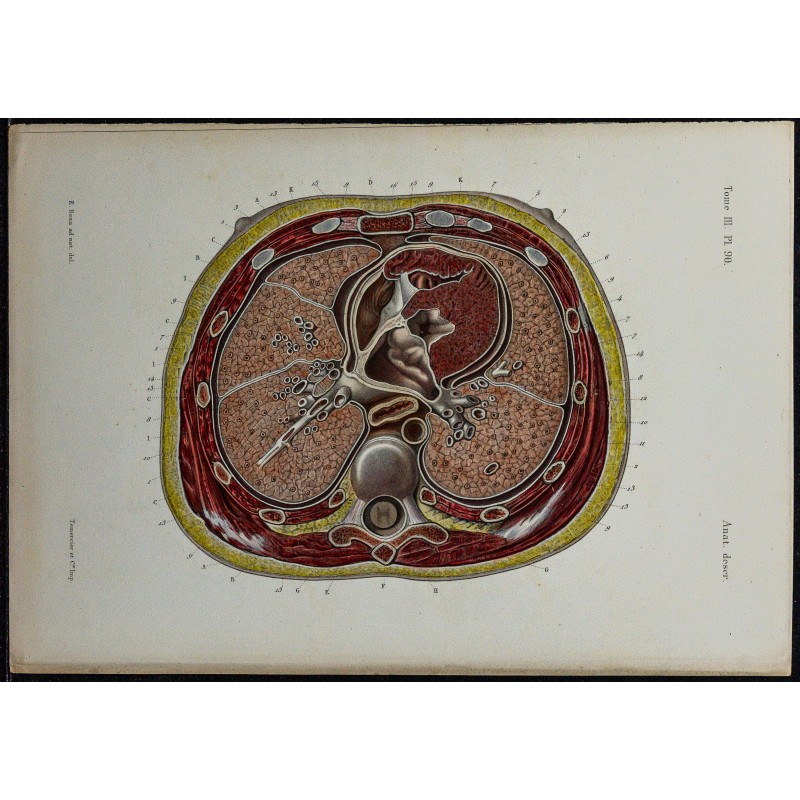 1866 - Thorax & plèvres 