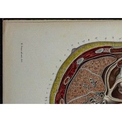 1866 - Thorax & plèvres 