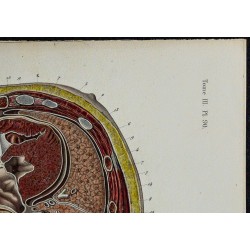 1866 - Thorax & plèvres 