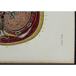 1866 - Thorax & plèvres 