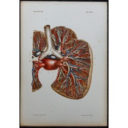 1866 - Poumons: bronches & vaisseaux pulmonaires 