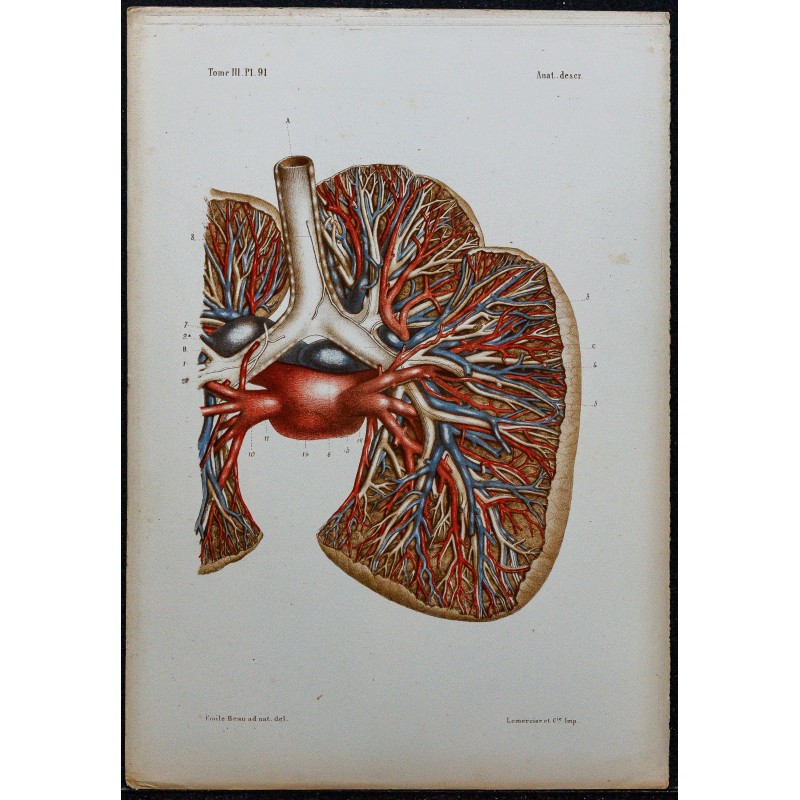 1866 - Poumons: bronches & vaisseaux pulmonaires 