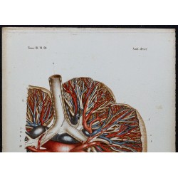 1866 - Poumons: bronches & vaisseaux pulmonaires 