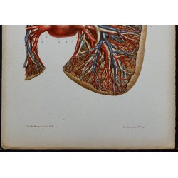 1866 - Poumons: bronches & vaisseaux pulmonaires 