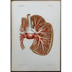 1866 - Poumon & veines bronchiques 