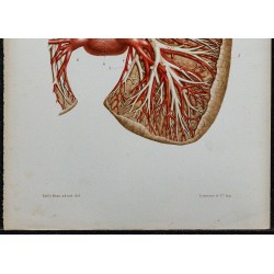 1866 - Poumon & veines bronchiques 
