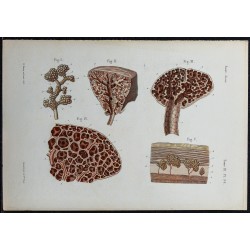 1866 - Poumon : bronchioles & alvéoles 
