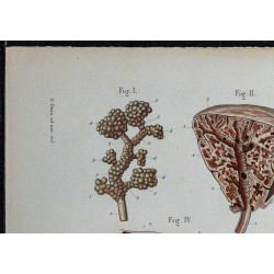 1866 - Poumon : bronchioles & alvéoles 