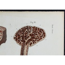 1866 - Poumon : bronchioles & alvéoles 
