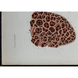 1866 - Poumon : bronchioles & alvéoles 