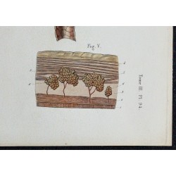 1866 - Poumon : bronchioles & alvéoles 