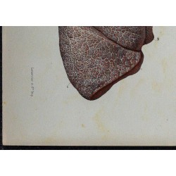 1866 - Poumons & vaisseaux lymphatiques 