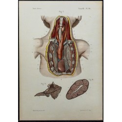 1866 - Thymus & structure 