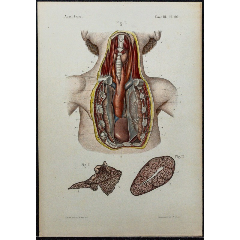 1866 - Thymus & structure 1866 - Thymus & structure