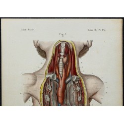 1866 - Thymus & structure 