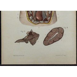 1866 - Thymus & structure 