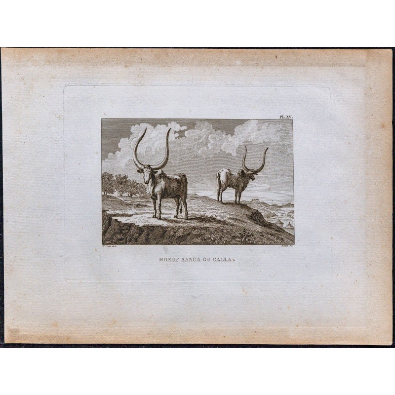 1816 - Bœuf Sanga ou Galla (Abyssinie, Éthiopie) 