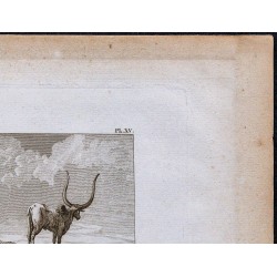 1816 - Bœuf Sanga ou Galla (Abyssinie, Éthiopie) 