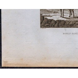 1816 - Bœuf Sanga ou Galla (Abyssinie, Éthiopie) 
