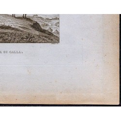 1816 - Bœuf Sanga ou Galla (Abyssinie, Éthiopie) 