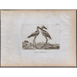 1816 - Erodia Amphilensis (Oiseaux d'Éthiopie) 