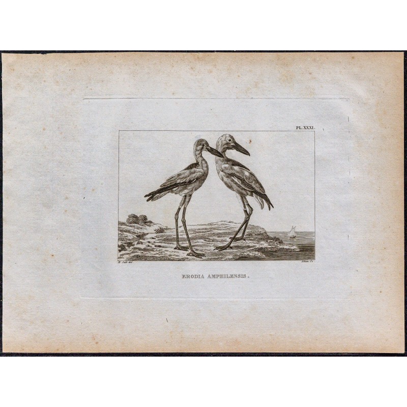 1816 - Erodia Amphilensis (Oiseaux d'Éthiopie) 