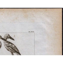 1816 - Erodia Amphilensis (Oiseaux d'Éthiopie) 