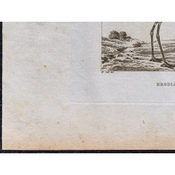 1816 - Erodia Amphilensis (Oiseaux d'Éthiopie) 