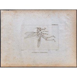 1816 - Sauterelle d'Abyssinie (Éthiopie) 
