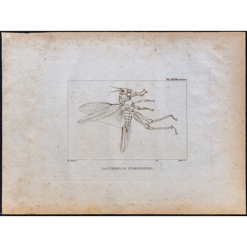 1816 - Sauterelle d'Abyssinie (Éthiopie) 
