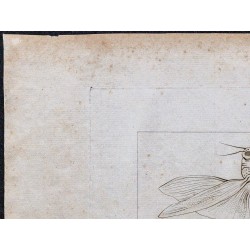 1816 - Sauterelle d'Abyssinie (Éthiopie) 