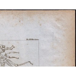 1816 - Sauterelle d'Abyssinie (Éthiopie) 