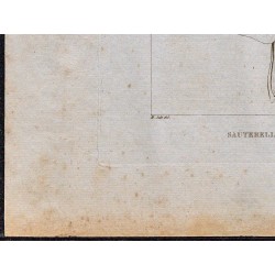 1816 - Sauterelle d'Abyssinie (Éthiopie) 