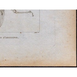1816 - Sauterelle d'Abyssinie (Éthiopie) 
