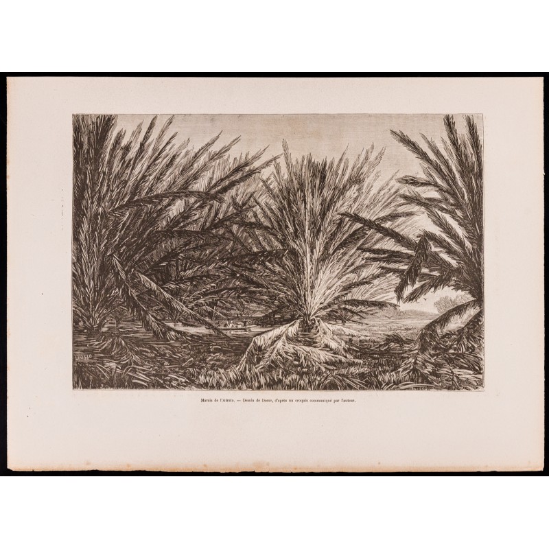 Gravure de 1880 - Marais de l'Atrato (Colombie) - 1