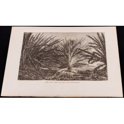 Gravure de 1880 - Marais de l'Atrato (Colombie) - 2