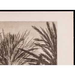 Gravure de 1880 - Marais de l'Atrato (Colombie) - 4