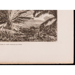 Gravure de 1880 - Marais de l'Atrato (Colombie) - 6