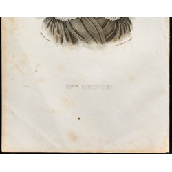 Gravure de 1838 - Portrait de Madelaine Didion - 3