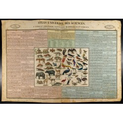 Gravure de 1837 - Histoire naturelle - Mammifères et oiseaux - 1