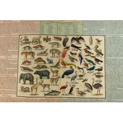 Gravure de 1837 - Histoire naturelle - Mammifères et oiseaux - 2