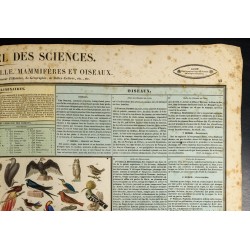 Gravure de 1837 - Histoire naturelle - Mammifères et oiseaux - 4