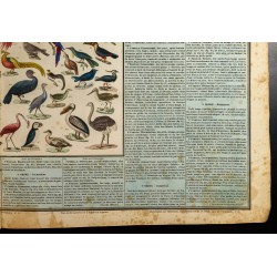 Gravure de 1837 - Histoire naturelle - Mammifères et oiseaux - 6