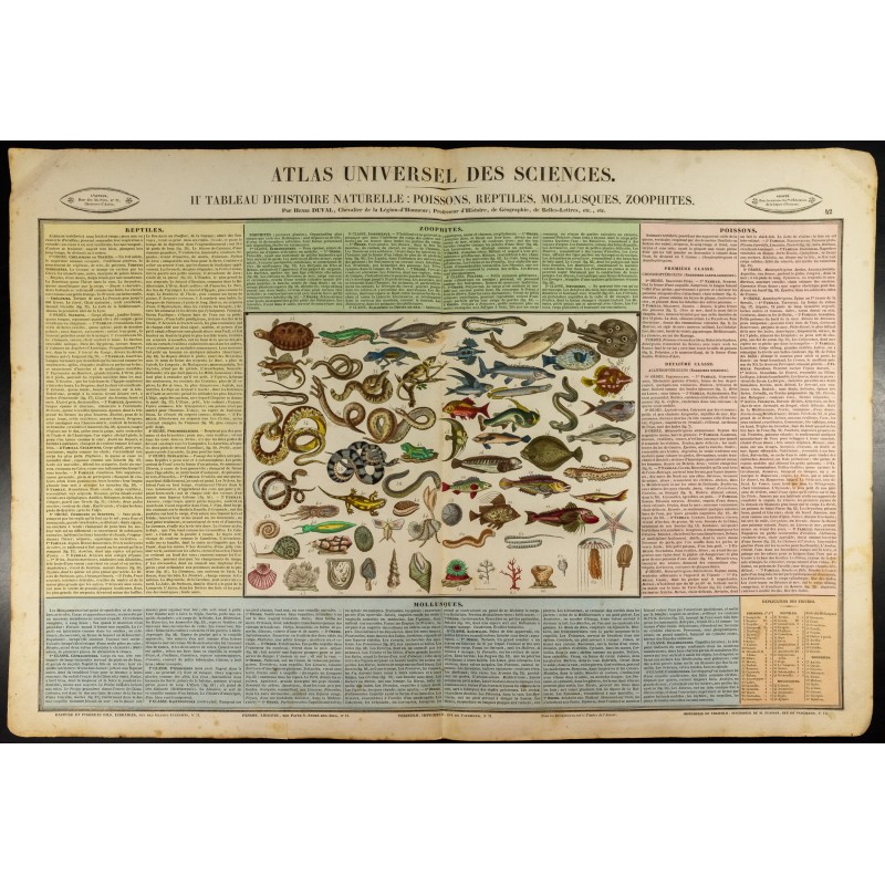 Gravure de 1837 - Histoire naturelle - Poisson, reptile, mollusque et zoophites - 1