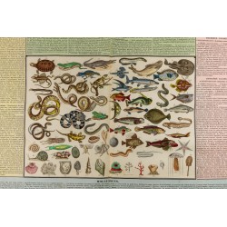 Gravure de 1837 - Histoire naturelle - Poisson, reptile, mollusque et zoophites - 2