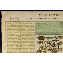 Gravure de 1837 - Histoire naturelle - Poisson, reptile, mollusque et zoophites - 3