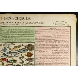 Gravure de 1837 - Histoire naturelle - Poisson, reptile, mollusque et zoophites - 4