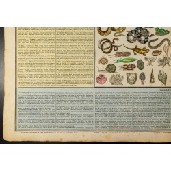 Gravure de 1837 - Histoire naturelle - Poisson, reptile, mollusque et zoophites - 5