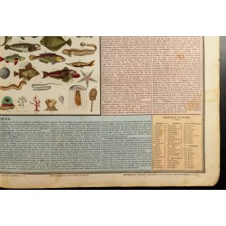 Gravure de 1837 - Histoire naturelle - Poisson, reptile, mollusque et zoophites - 6