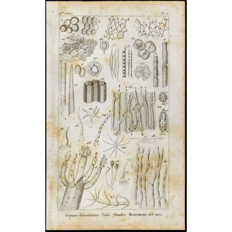 Gravure de 1848 - Gravure biologie : Poils Glandes ... - 1